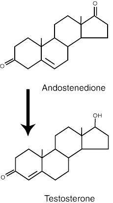 Androstenedione Bodybuilding